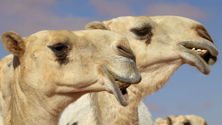 Des chameaux sont photographiés lors du festival annuel du Roi Abdulaziz Camel dans le désert de Rumah, au nord-est de la capitale saoudienne Riyad, le 10 janvier 2023. (FAYEZ NURELDINE / AFP)