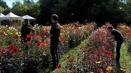 Festival Dahlias et Jardins : "L'euphorie au Jardin"