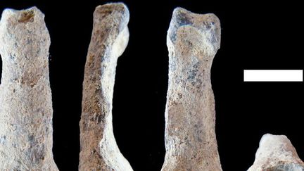 Phalange d'un homidé remontant à d'1,8 million d'années, la plus ancienne jamsi trouvée.
 (RODRIGO DOMINGUEZ / Nature Communications / AFP)