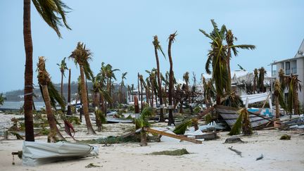 Des palmiers ont été arrachés par l'ouragan devant l'hôtel Mercure de Marigot, près de la baie de Nettle, à Saint-Martin, mercredi 6 septembre 2017. (LIONEL CHAMOISEAU / AFP)