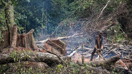 Une zone de déforestation illégale en Sierra Leone, en septembre 2024 (AMAURY FALT-BROWN / AFP)