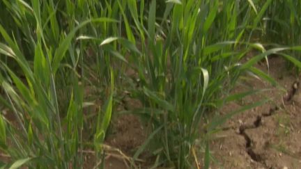 Sécheresse : les agriculteurs font face à des restrictions d'eau