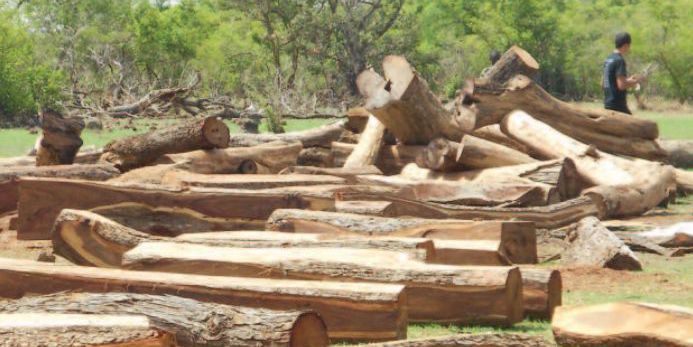 Bucheronnage de palissandre au Sénégal. (EIA)