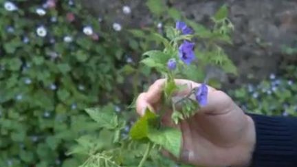 Abbaye de Daoulas : un jardin de plantes médicinales aux mille vertus