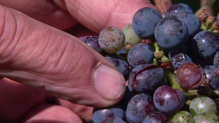 Des orages dans le Tarn ont provoqué des dégâts dans plusieurs vignes. À quelques jours de la récolte, les viticulteurs sinistrés sont sous le choc, lundi 26 août. (France 2)