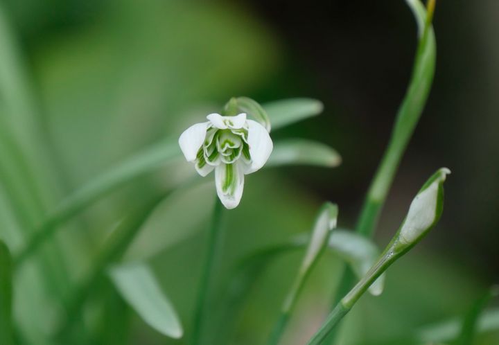 Si de l'extérieur les perce-neige se ressemblent tous, il suffit de soulever les clochettes pour&nbsp;avoir des surprises et observer des subtilités.&nbsp; (ISABELLE MORAND / RADIO FRANCE / FRANCE INFO)