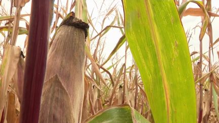 Agriculture : forte baisse de la récolte de maïs