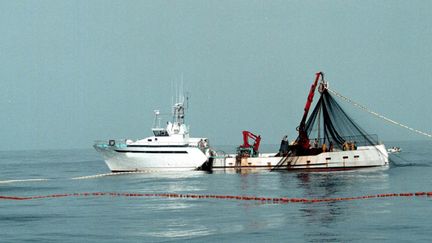  (Les quotas de pêche du thon rouge ont été revus à la hausse © MAXPPP)