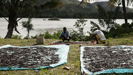 Des collecteurs de vanille à Madagascar, le 25 mai 2016.&nbsp; (RIJASOLO / AFP)