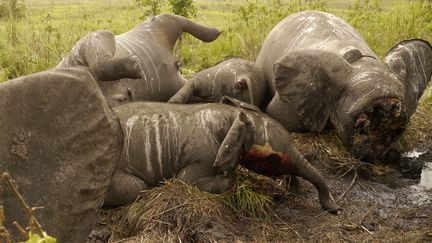 Plus d'une vingtaine de carcasses d'&eacute;l&eacute;phants ont &eacute;t&eacute; d&eacute;couvertes dans le parc national de Caramba (R&eacute;publique du Congo). (REUTERS)