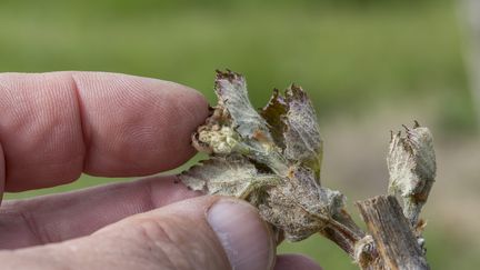 Un feuille de vigne victime du gel printanier (photo d'illustration). (CHRISTIAN WATIER / MAXPPP)