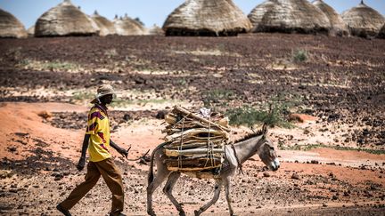 "Jadis alliés, agriculteurs et éleveurs sont aujourd'hui en situation de concurrence. Et le manque de terres cultivables exacerbe le problème. On estime qu'entre 100.000 et 120.000 hectares de terre sont perdus chaque année au Niger, à cause de la désertification et de l'épuisement des sols", ajoute la RTS. (LUIS TATO/FAO/AFP)