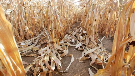 Sécheresse : les céréaliers s'inquiètent