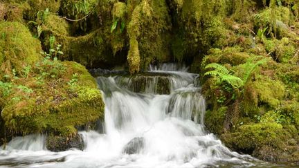 Bienvenue dans la vallée de la Gourgue d’Asque, qui abrite une grande forêt sauvage digne d’une jungle. (Office de tourisme des Hautes-Pyrénées)