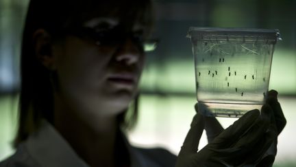 Des moustiques "Aedes aegypti", étudiés dans un laboratoire de l'Institut des sciences biomédicales de l'université de Sao Paulo, au Brésil, le 8 janvier 2016. (NELSON ALMEIDA / AFP)