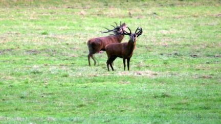 Le brame du cerf est un moment d’exception qui a lieu chaque année de la mi-septembre à la mi-octobre notamment dans le domaine du Château de Chambord (Loir-et-Cher).