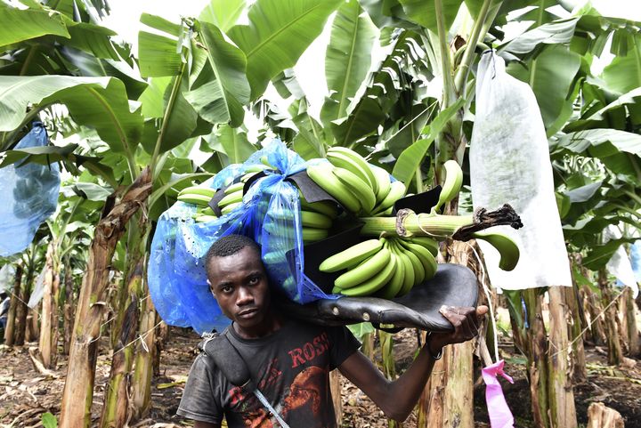 Dans une plantation de bananes près de Dabou, à environ 45 km d'Abidjan (Côte-d'Ivoire), le 7 juillet 2016 (ISSOUF SANOGO / AFP)