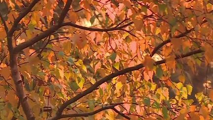 Les équipes de France&nbsp;Télévisions&nbsp;vous emmènent en balade dans une forêt du parc naturel des Vosges, sur le tout nouveau "Chemin des Cimes". (CAPTURE ECRAN / FRANCEINFO)