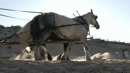 Des chevaux pour nettoyer les plages