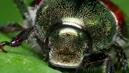 Nature : insecte ravageur, le scarabée asiatique repéré à la frontière française, un plan d'urgence est mis en place