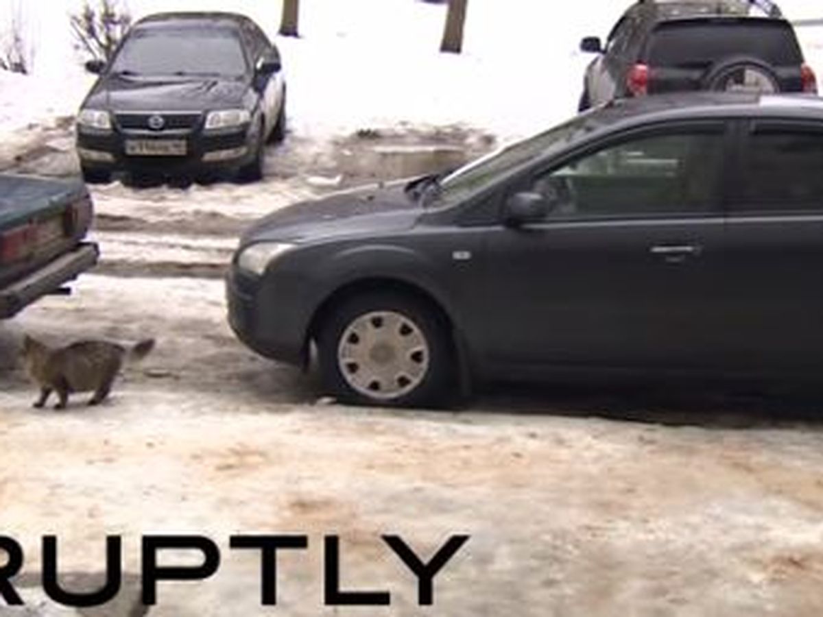 Video Un Chat Sauve Un Bebe Abandonne En Russie