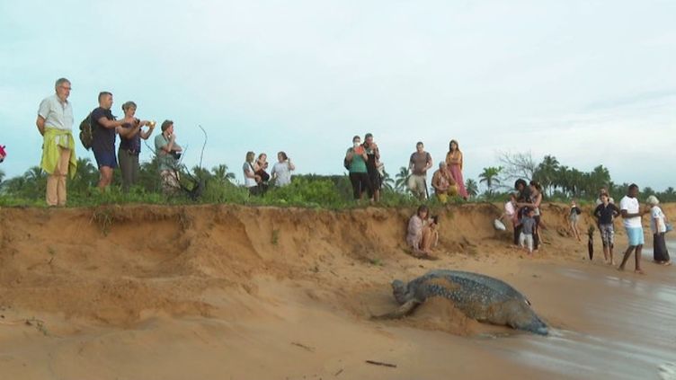 Biodiversité : en Guyane, des tortues qui se font de plus en plus rares