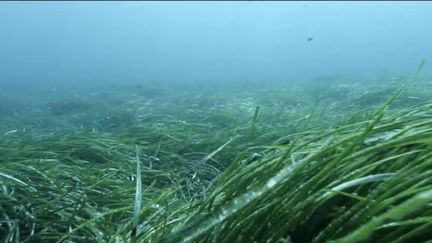 Climat : une canicule marine touche la mer Méditerranée