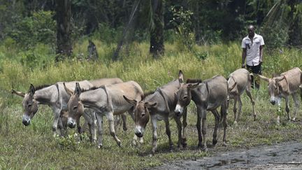 un homme conduit des ânes populairement appelés «beaux garçons» à l'abattoir d'Ughelli, dans l'Etat du Delta. Dans cette région, la viande d'âne est consommée et les peaux exportées vers la Chine. Grâce à la demande chinoise et à la restriction imposée aux exportations d'ânes par certains pays voisins (le Niger notamment mais aussi d'autres Etats sahéliens), les prix des animaux s'envolent. Résultat: le business de ces équidés est en plein boom. A Ughelli, la peau s'exporte mais rien n'est perdu. Pour maximiser les bénéfices, les vendeurs d'ânes vendent aussi la viande restante aux consommateurs, peu méfiants, en la présentant comme du boeuf, une pratique qualifiée de «criminelle» par une association commerçante locale. Les peaux, elles, partent en Chine où elles sont bouillies donnant une gélatine, connue sous le nom d'«ejiao», qui génère un marché de centaines de millions de dollars chaque année. Cette gélatine est considérée par les Chinois comme un médicament communément appelé «tonique du sang» qui aiderait à fortifier le corps en particulier dans certains cas comme l'anémie. Au risque de priver les habitants du Nigéria de leurs ânes et des services qu'ils apportent à la population, souvent la plus pauvre.  (UTOMI EKPEI / AFP)