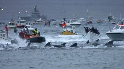 Des baleines pilotes et des dauphins massacr&eacute;s pr&egrave;s de Torshavn (&Icirc;les F&eacute;ro&eacute;), le 22 novembre 2011.&nbsp; (ANDRIJA ILIC / REUTERS)