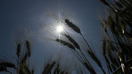 Le&nbsp;Gard et le Vaucluse sont toujours en vigilance orange canicule. Photo d'illustration. (NICOLAS TUCAT / AFP)