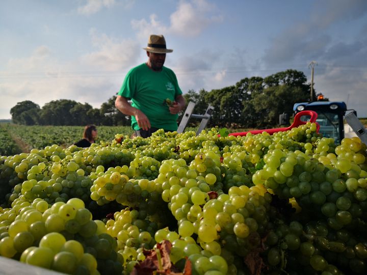 Les vendanges à Cabestany (Pyrénées-Orientales), le 6 août 2019 (NINA VALETTE / RADIO FRANCE)