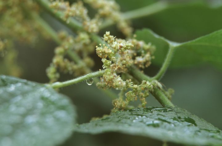 Ortie boehmeria décorative et sage (PICTURE ALLIANCE / BLICKWINKEL / R)