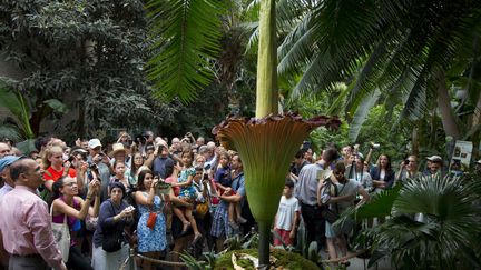 Des visiteurs photographient la "fleur-cadavre" en cours d'&eacute;closion &agrave; Washington (Etats-Unis), le 22 juillet 2013. (JACQUELYN MARTIN / AP / SIPA)