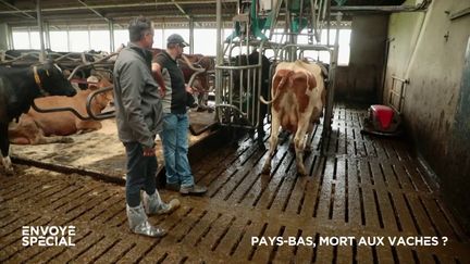 Envoyé spécial. Aux Pays-Bas, des toilettes pour vaches pour réduire les émissions de gaz à effet de serre (ENVOYÉ SPÉCIAL  / FRANCE 2)