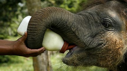 Un &eacute;l&eacute;phant de Sumatra au Centre de conservation de Way Kambas (Indon&eacute;sie), le 25 janvier 2009.&nbsp; (BEAWIHARTA / REUTERS)