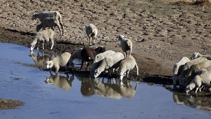 Des moutons boivent dans le lit asséchée&nbsp;de la rivière Guadiana,&nbsp;à Villarta de los Montes, dans la région espagnole du centre-ouest de l'Estrémadure, le 16 août 2022. Des vagues de chaleur intenses et inhabituelles frappent l'Espagne depuis plusieurs semaines. (THOMAS COEX / AFP)