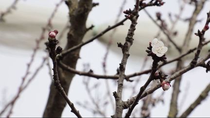 Les températures bien au-dessus des normales de saison, pour ce mois de février, inquiètent les arboriculteurs qui voient leurs arbres fleurir de manière prématurée. (France 2)