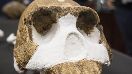 Le cr&acirc;ne d'un "Homo Nadili", nouveau specimen de genre humain, montr&eacute; &agrave; une conf&eacute;rence de presse &agrave; l'universit&eacute; de&nbsp;Witwatersrand, le 7 septembre 2015. (BRETT ELOFF / WITS UNIVERSITY / AFP)