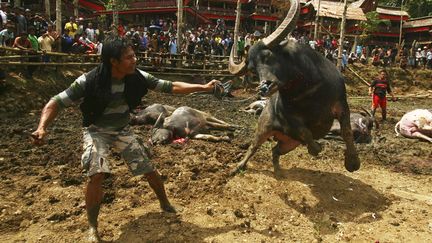 Un homme tente de tuer &agrave; la machette un buffle lors de la traditionnelle c&eacute;r&eacute;monie fun&eacute;raire Rambu Solo &agrave; Tana Toraja (Indon&eacute;sie), le 3 janvier 2012. (YUSUF / AHMAD / REUTERS)