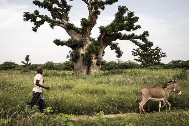 Un homme passe&nbsp;à côté d'un baobab avec ses ânes près de la forêt de Bandia (Sénégal) le 25 septembre 2019. (JOHN WESSELS / AFP)