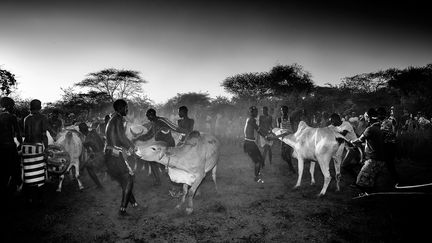 Des garçons&nbsp;rassemblent les bovins avant un rite de l'Ukuli en Ethiopie. (JEAN-PIERRE DUVERGE)