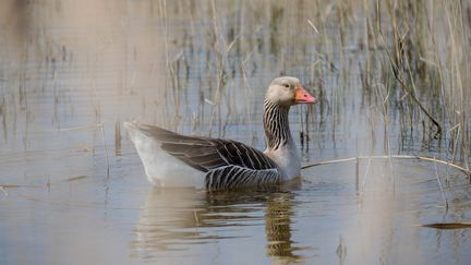 Une oie sauvage, dans le parc&nbsp;ornithologique du Marquenterre, en baie de Somme. (AURELIEN MORISSARD / MAXPPP)