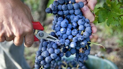 Vignerons : ses premières vendanges