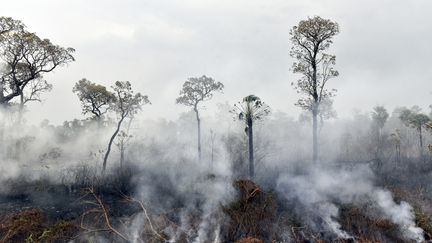 Amazonie : les tribus amérindiennes au secours de la déforestation