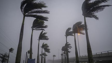 Des palmiers secoués à l'approche de l'ouragan Ian à Charlotte Harbor, en Floride (Etats-Unis), le 28 septembre 2022. (RICARDO ARDUENGO / AFP)