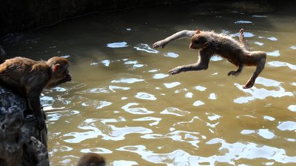 Des singes jouent dans l'eau d'un bassin pour se rafra&icirc;chir, le 23 juillet 2012, au zoo de Hongshan dans la ville de Nanjing, en Chine. (CHINAFOTOPRESS / MAXPPP)