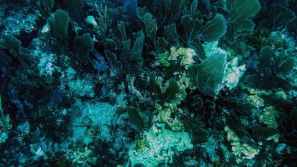 Du corail mort, au large de Key Largo, en Floride, le 23 septembre 2021. (CHANDAN KHANNA / AFP)