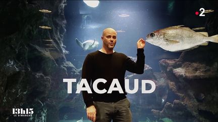 VIDEO. Les conseils du chef triplement étoilé Christopher Coutanceau pour découvrir et cuisiner des poissons méconnus