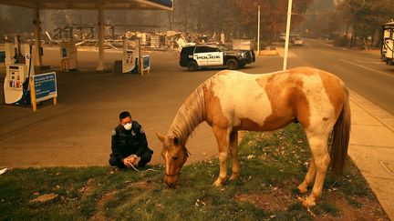 Des animaux ont été retrouvés en train d'errer dans les rues de Paradise, comme ce cheval secouru par un policier. (JUSTIN SULLIVAN / GETTY IMAGES NORTH AMERICA / AFP)