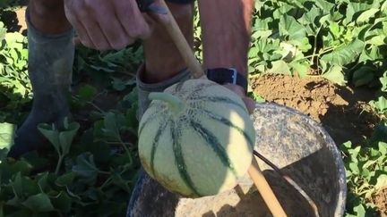 Dans le Lot, la saison des melons a commencé avec un peu d'avance. Avec les fortes chaleurs des dernières semaines, ils ont en effet muri plus vite que prévu. Reportage à Belfort du Quercy, où la saison s'annonce très prometteuse.&nbsp; (FRANCE 2)